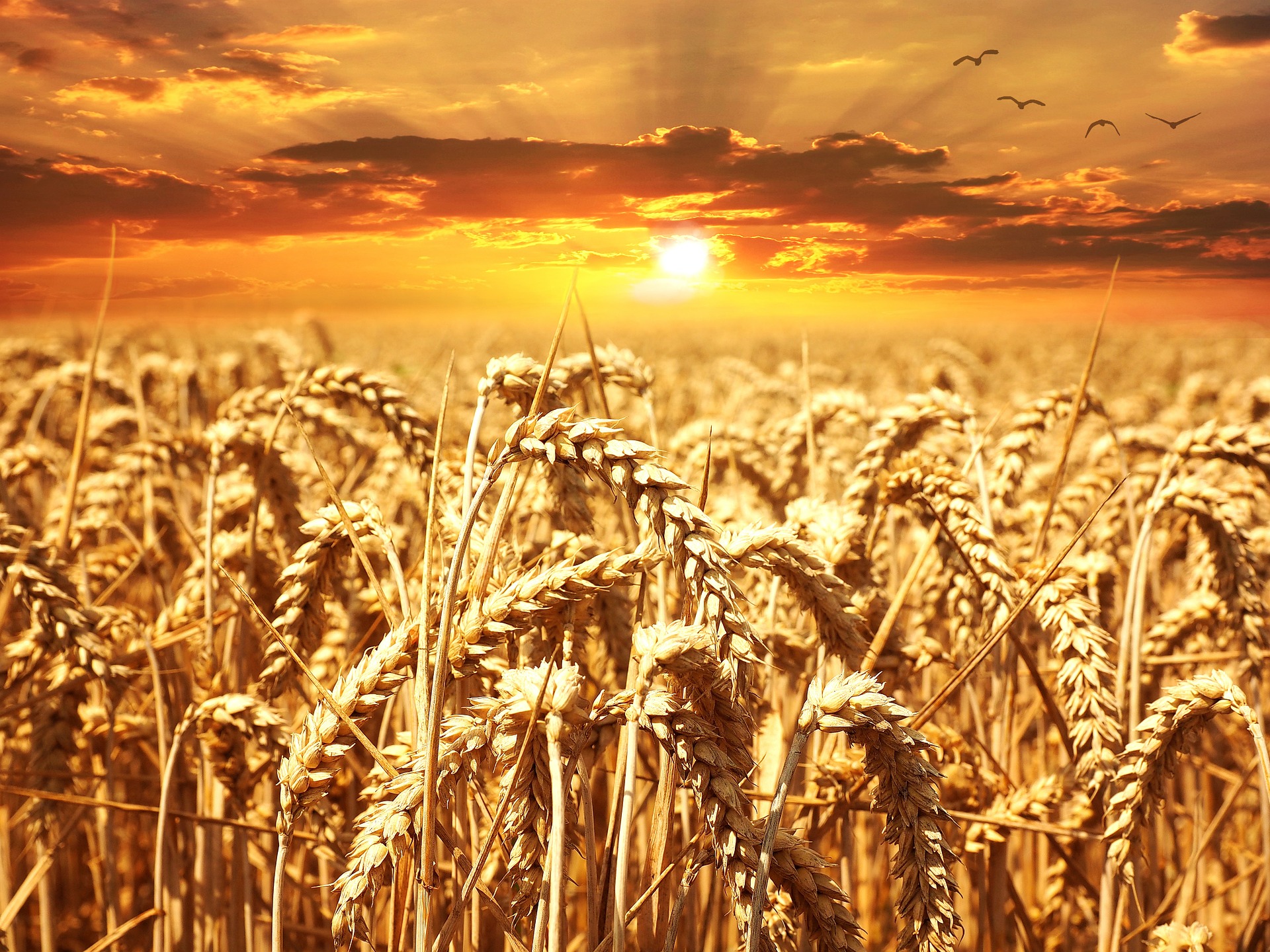 Feeding the world – the future of agricultural commodities